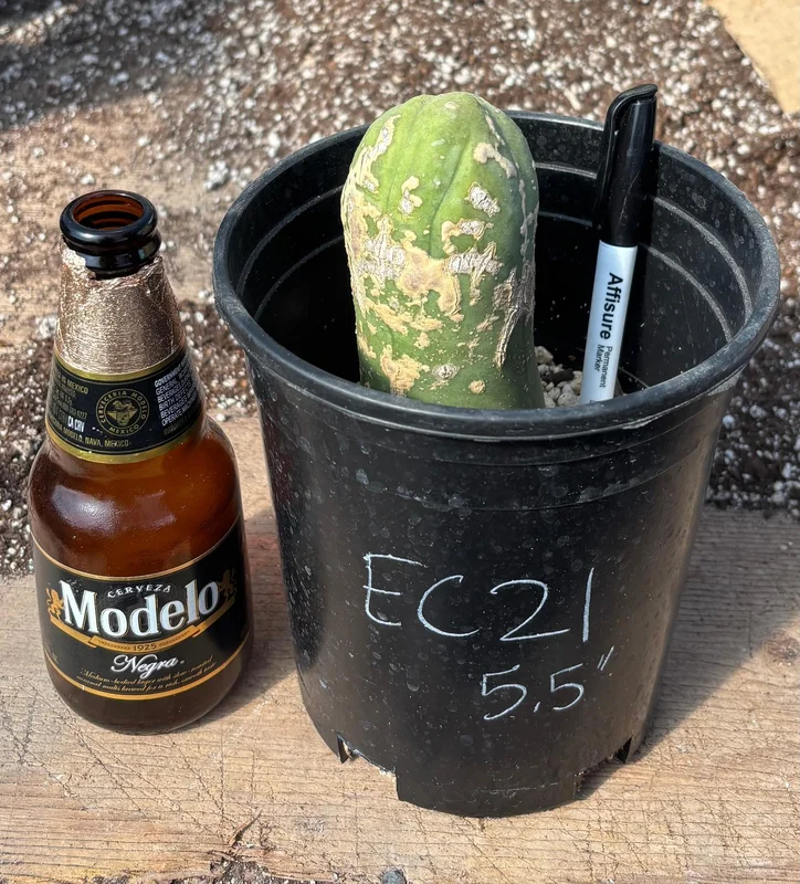 gobekusa91585004