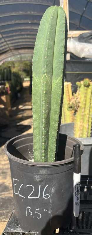 gobekusa91585310