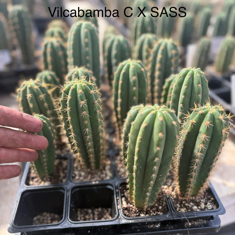 gobekusa91585318