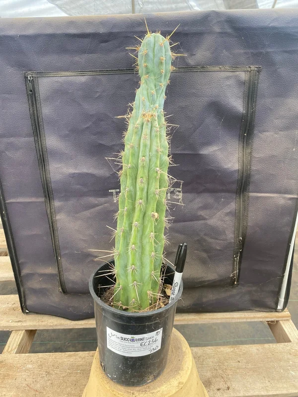 gobekusa91585339