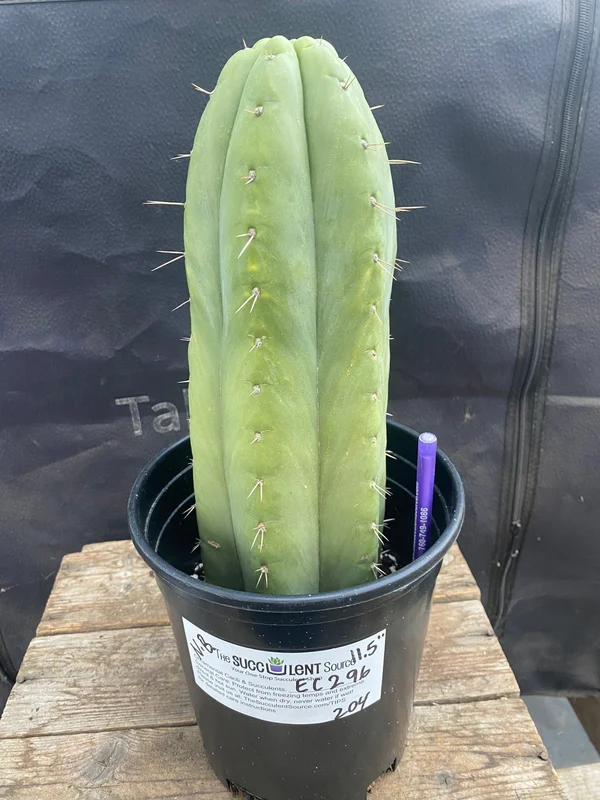 gobekusa91585383