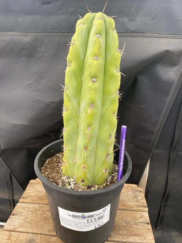 gobekusa91585404