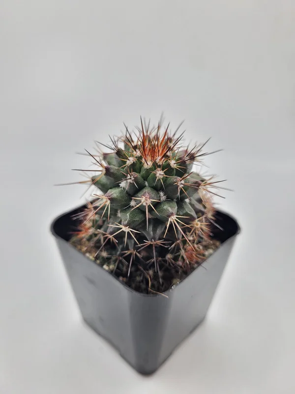 gobekusa91585417