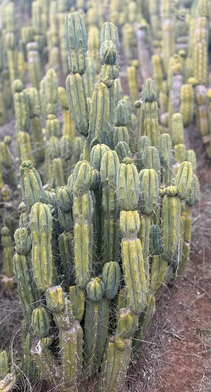 gobekusa91585422