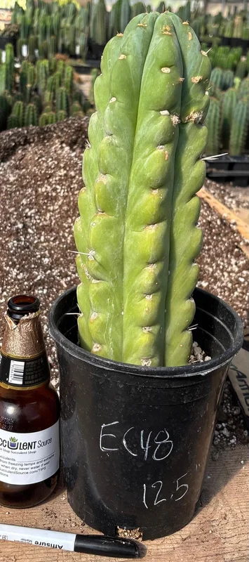 gobekusa91824866