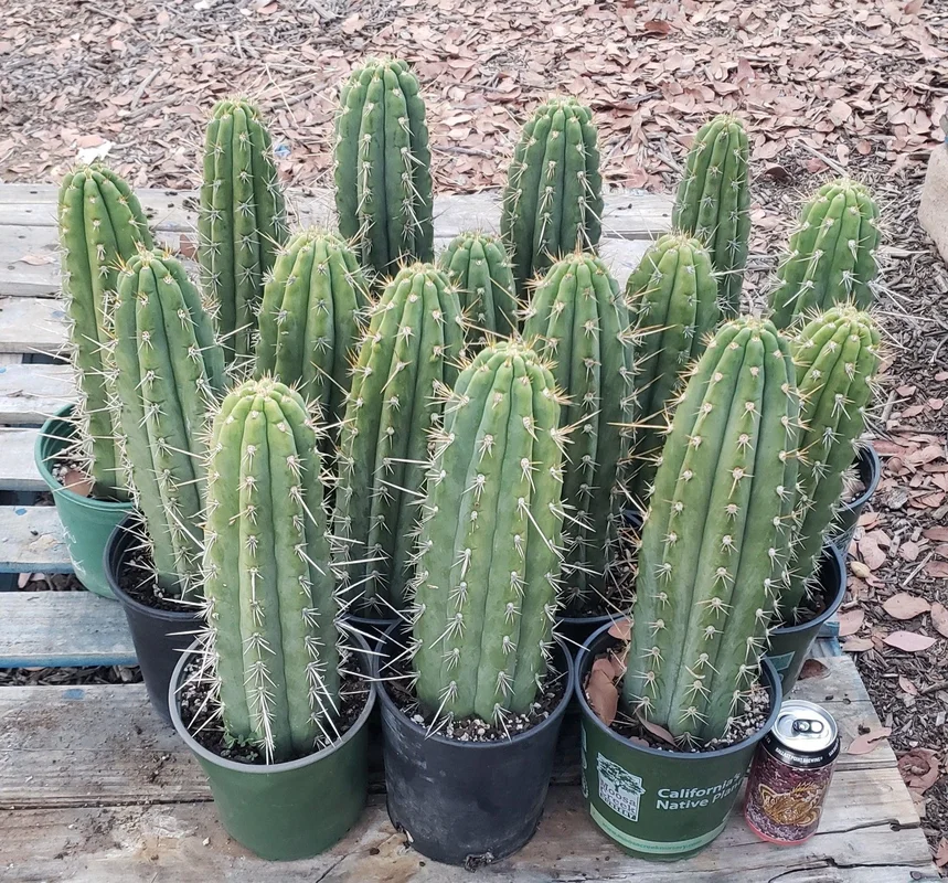 gobekusa91824892
