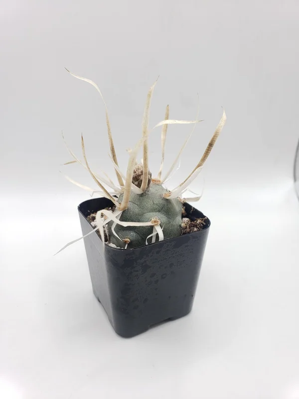 gobekusa91825037