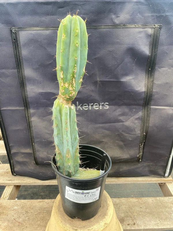 gobekusa91825109