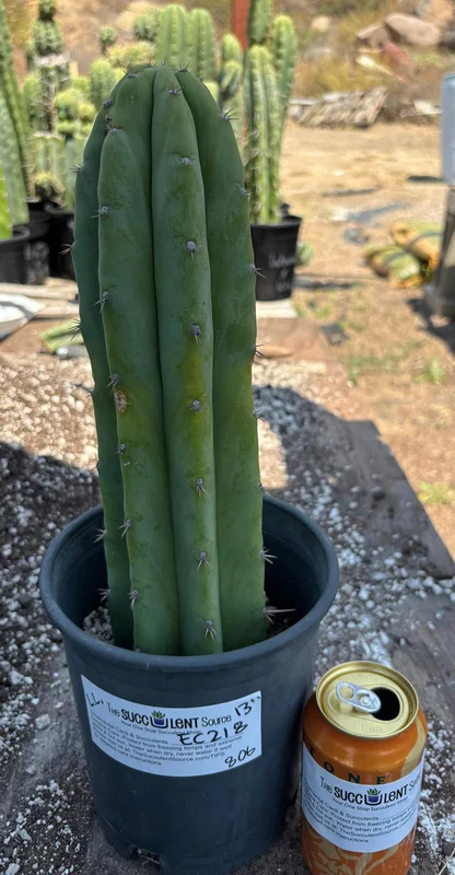 gobekusa91825238